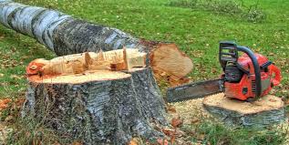 How Our Tree Care Process Works  in  Oakdale, PA