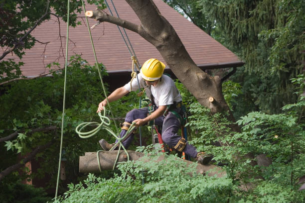 Leaf Removal in Oakdale, PA