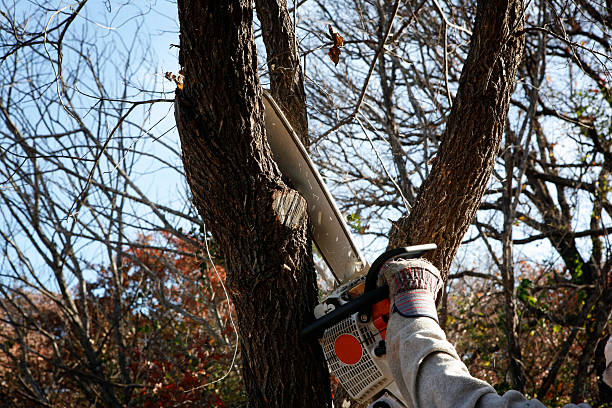 Trusted Oakdale, PA Tree Care Experts